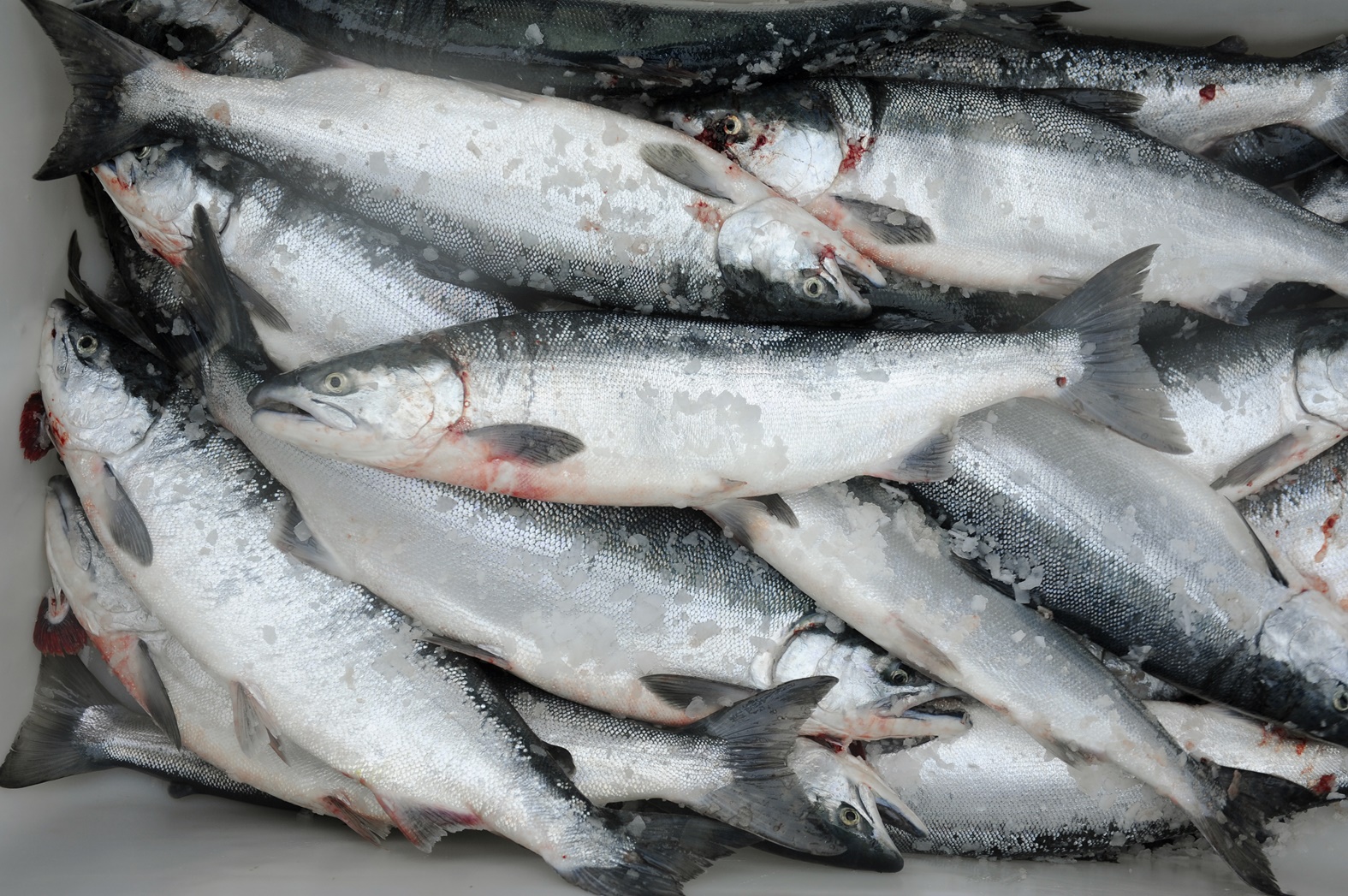 Marc Lester / Anchorage Daily News
Sockeye salmon in a tote on the fishing boat Whatever, May 4, 2009.
090515