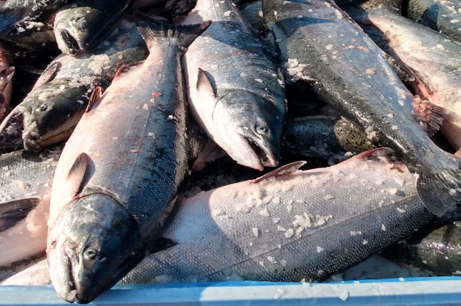 Fish12