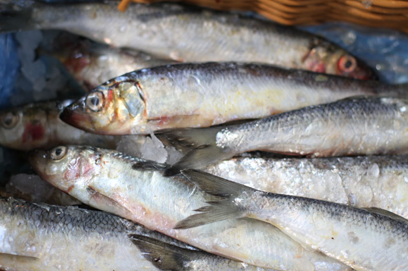 Herring