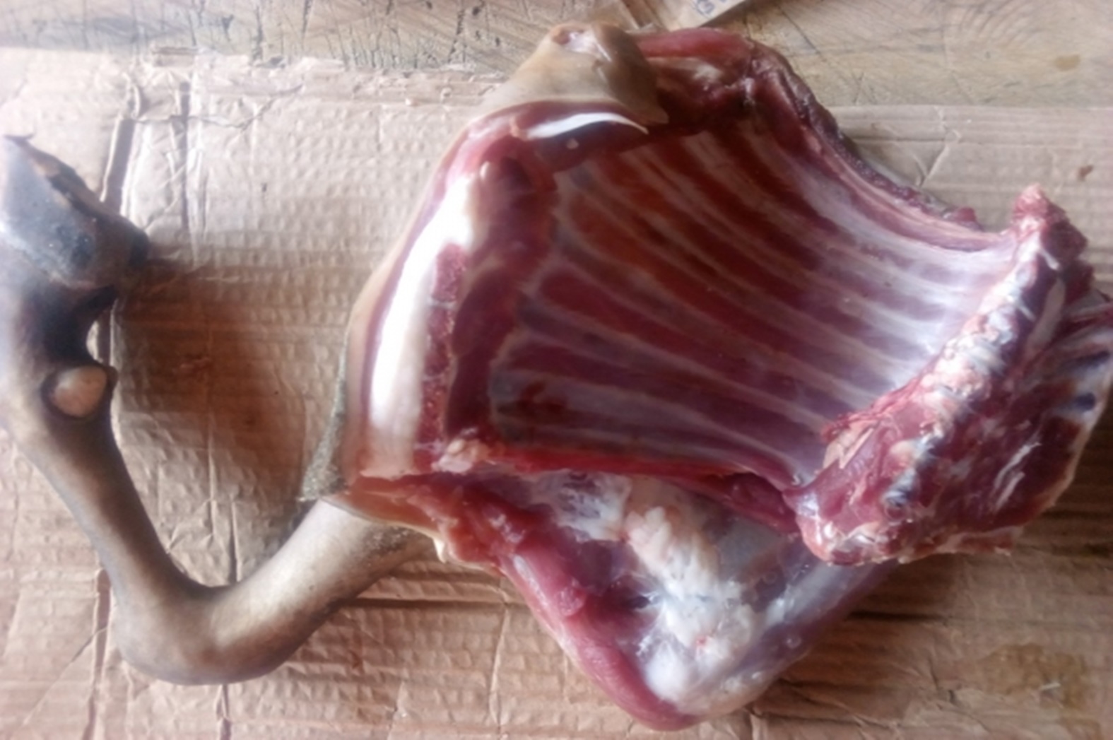 goat_front_leg-1